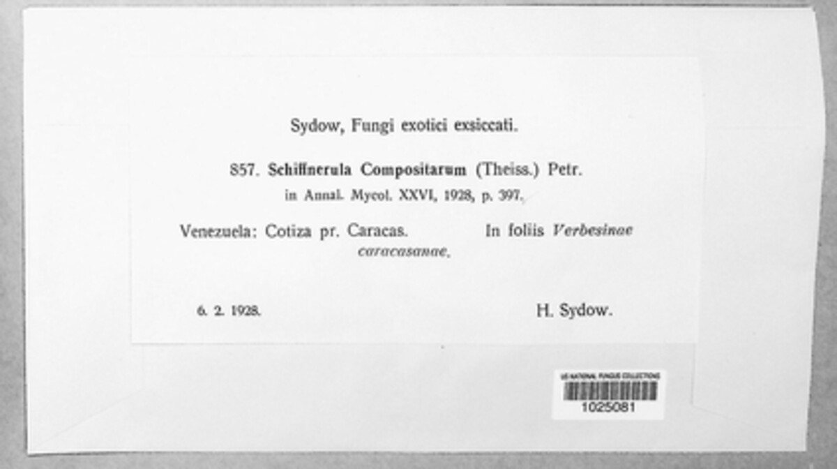 Schiffnerula compositarum image